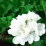 Pelargonium x hortorum.png